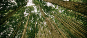 energy grounding audio download